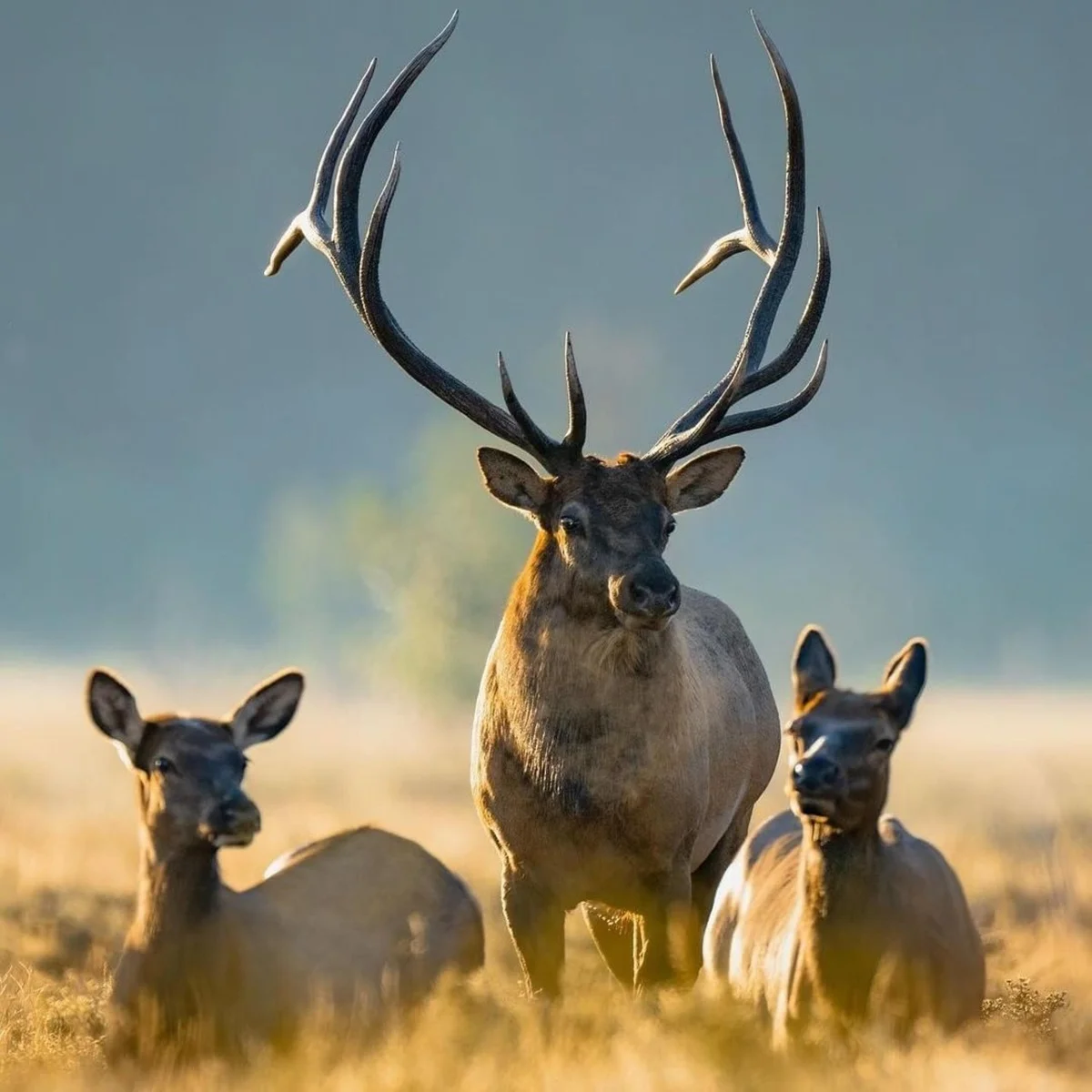 How to Hunt in Alabama: Your Ultimate Guide!